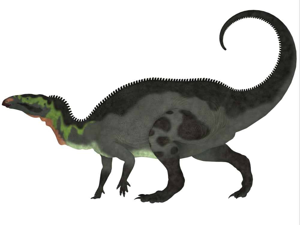 Camptosaurus a herbivorous dinosaur from the Late Jurassic Period Canvas Art - Corey FordStocktrek Images (17 x 13)