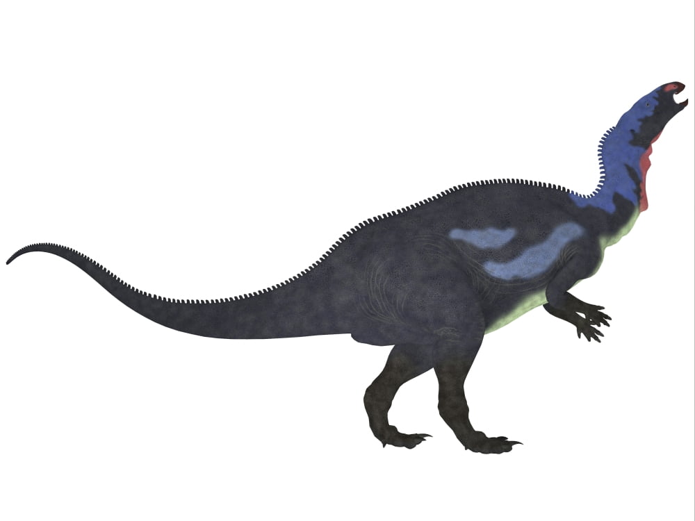 Camptosaurus a herbivorous dinosaur from the Late Jurassic Period Canvas Art - Corey FordStocktrek Images (33 x 25)