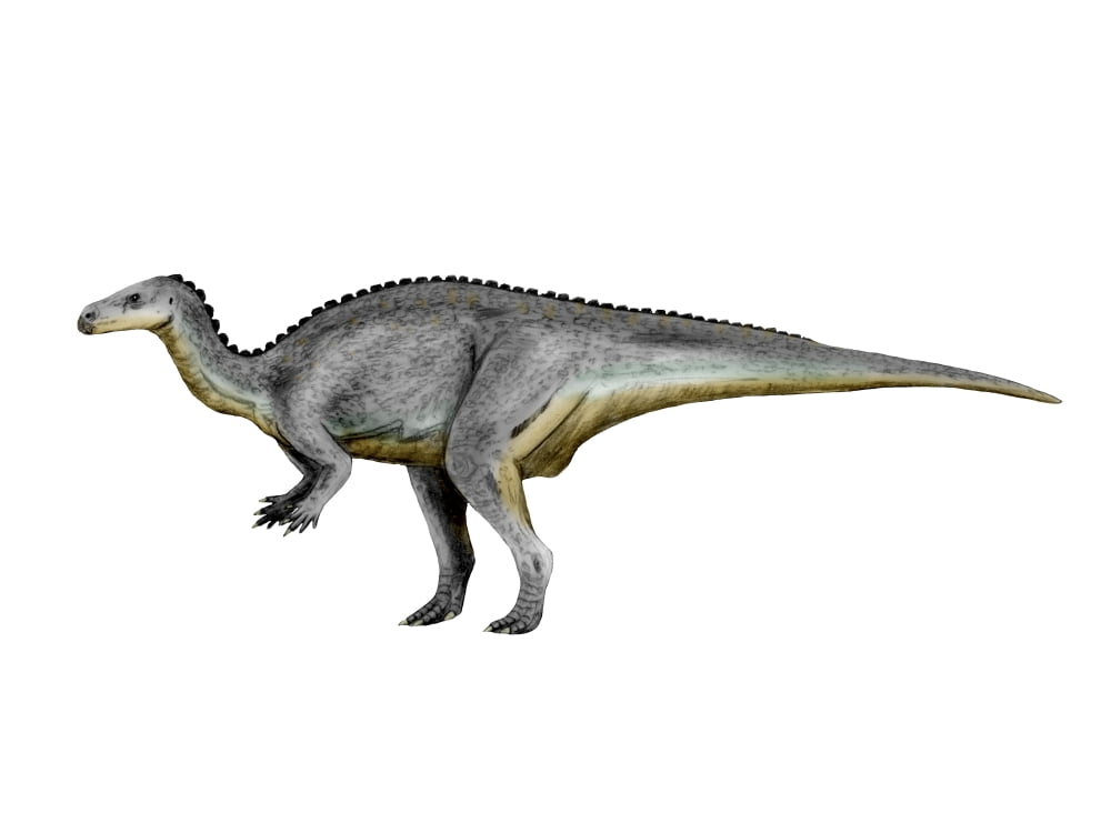 Camptosaurus dinosaur Canvas Art - Nobumichi TamuraStocktrek Images (33 x 25)