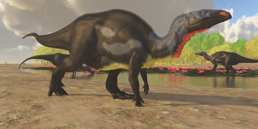 Camptosaurus dinosaurs visit a pond to eat and drink Canvas Art - Corey FordStocktrek Images (40 x 20)