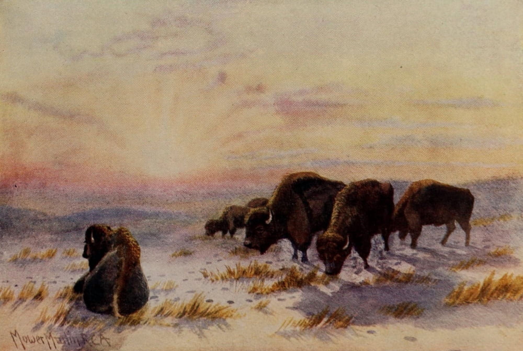Canada 1907 Buffalo Canvas Art - T Mower Martin (18 x 24)