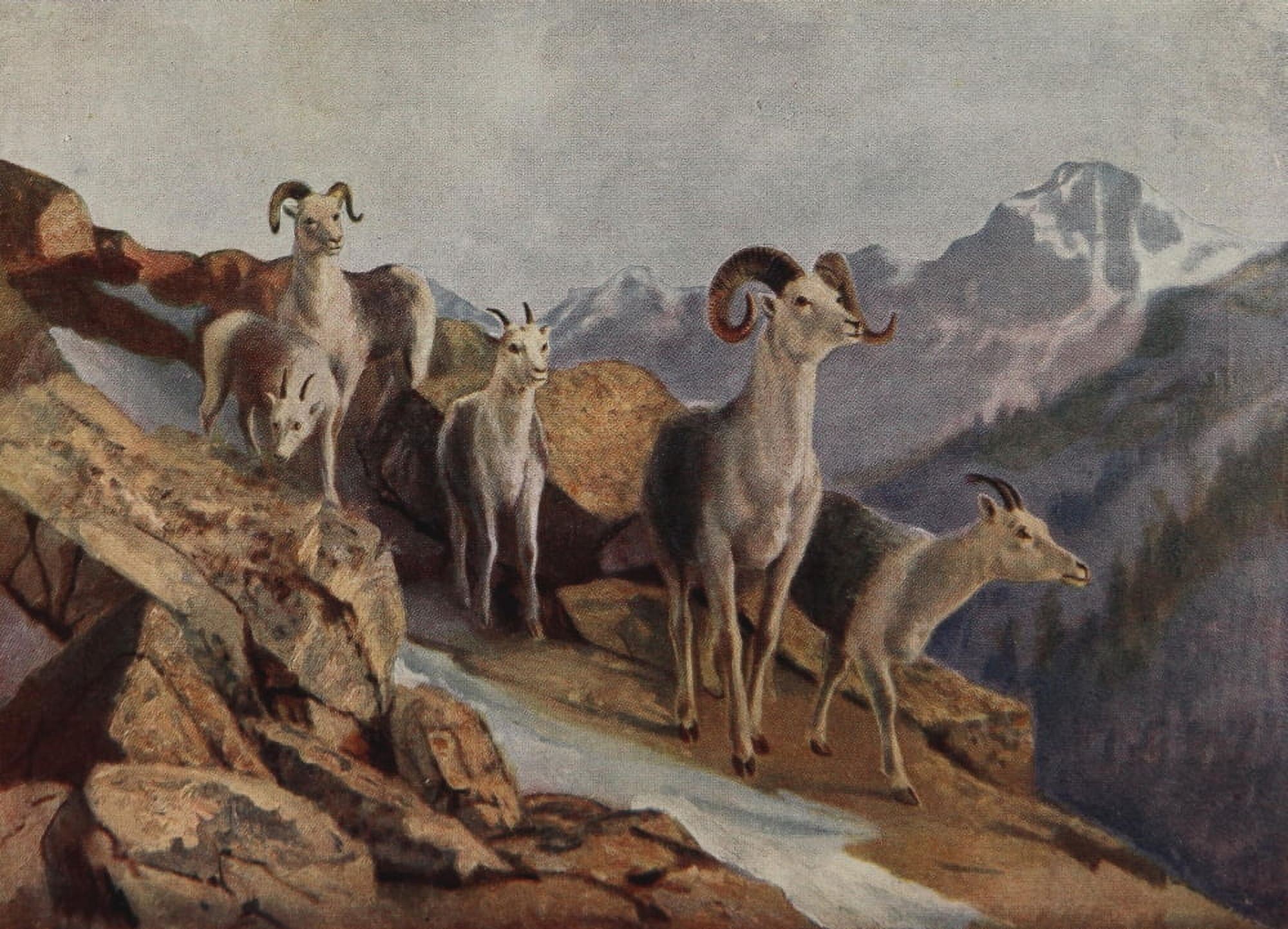 Canada 1907 Fanning Sheep Canvas Art - T Mower Martin (24 x 36)