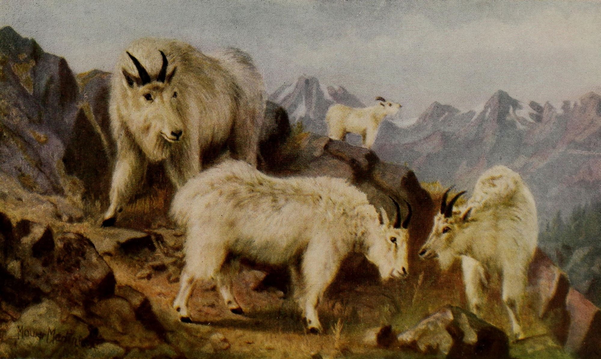 Canada 1907 Mountain Goats Canvas Art - T Mower Martin (18 x 24)