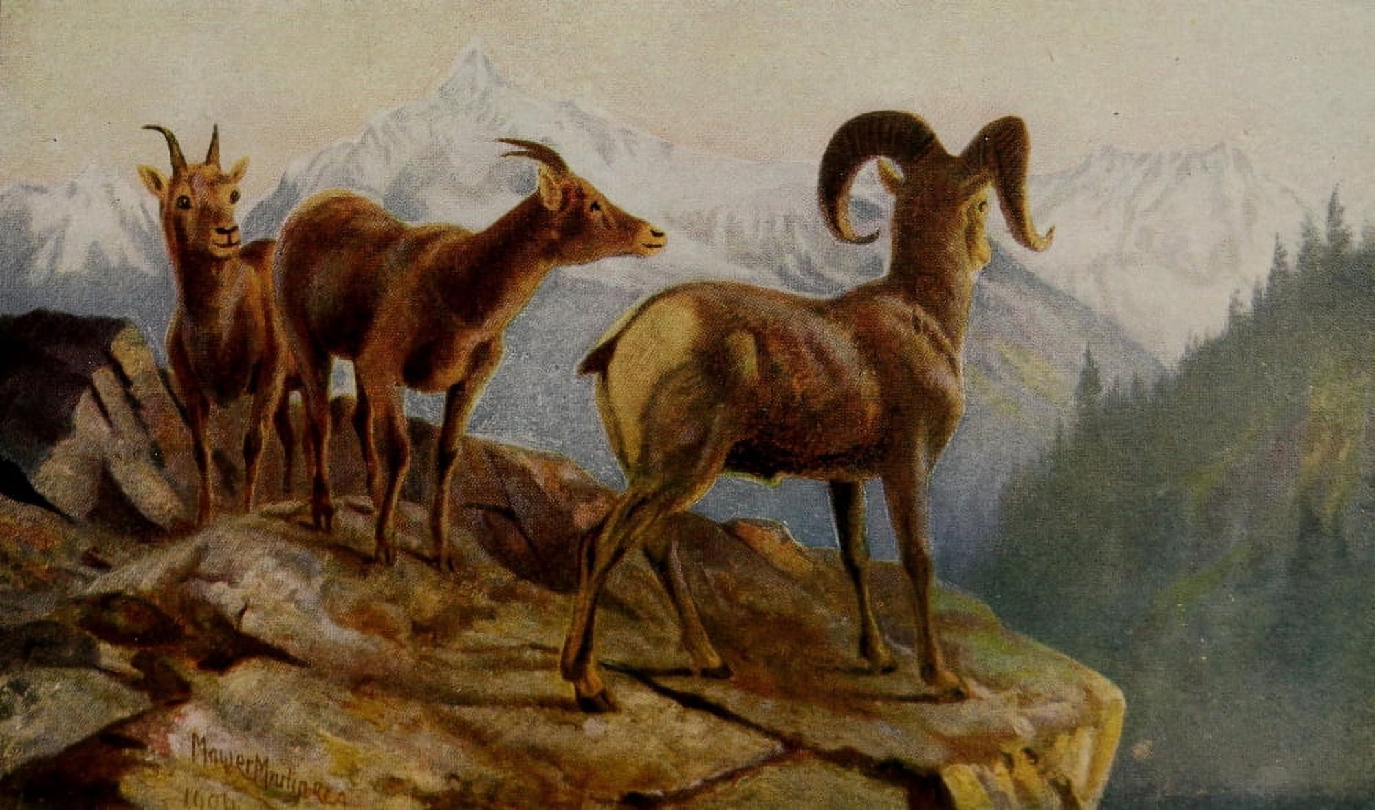Canada 1907 Mountain Sheep at home Canvas Art - T Mower Martin (18 x 24)