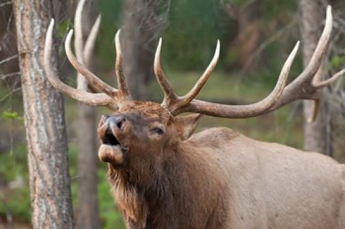 Canada Alberta Jasper National Park Bull elk bugling Canvas Art - Jaynes Gallery DanitaDelimont (28 x 19)