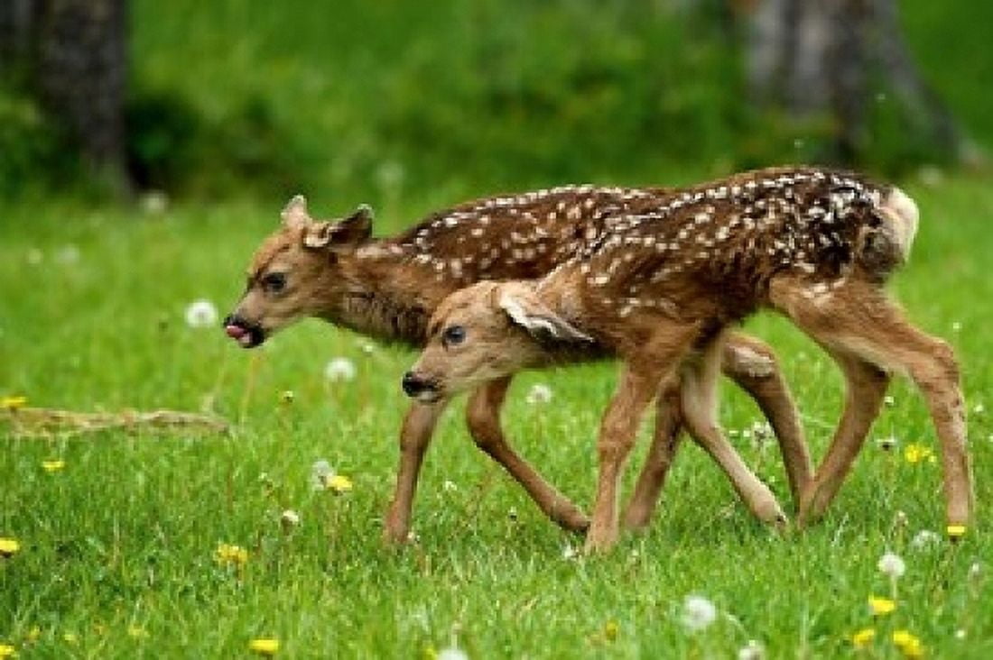 Canada Alberta Waterton Lakes NP Mule deer fawns Canvas Art - Rebecca Jackrel DanitaDelimont (36 x 24)