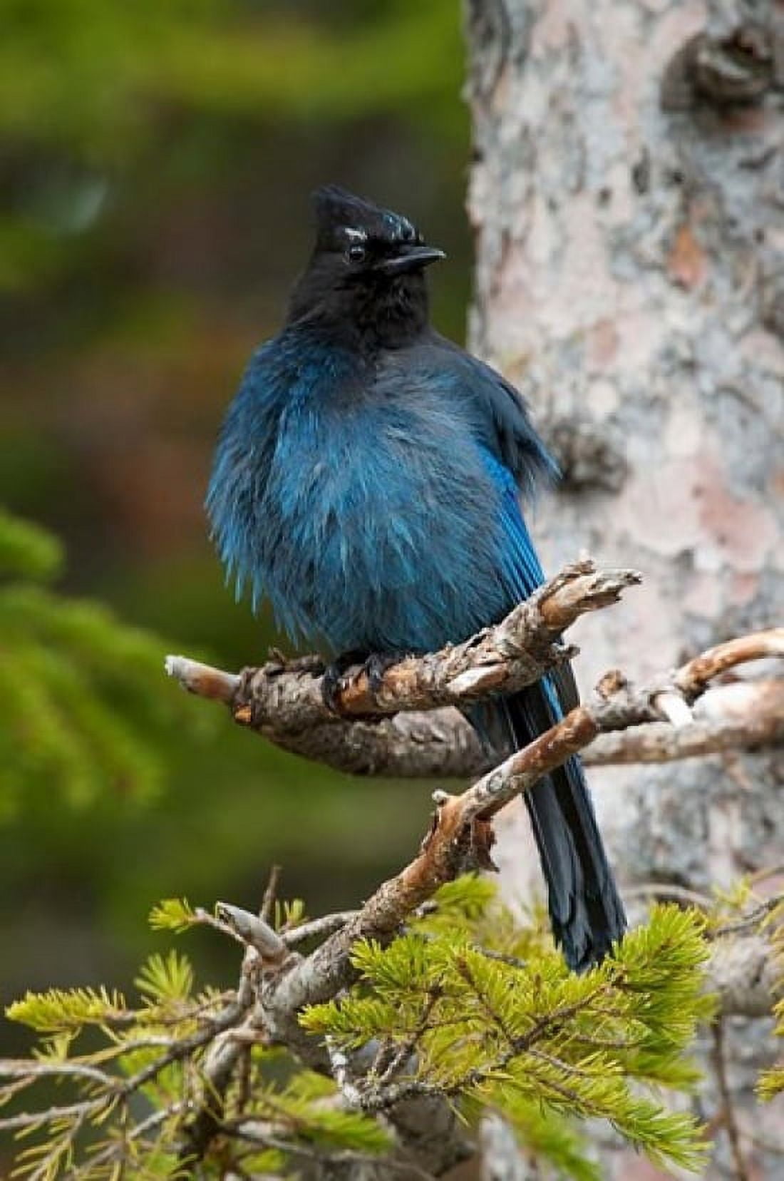 Canada Alberta Waterton Lakes NP Stellars Jay Canvas Art - Rebecca Jackrel DanitaDelimont (18 x 26)