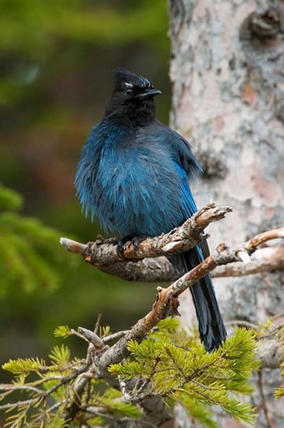 Canada Alberta Waterton Lakes NP Stellars Jay Canvas Art - Rebecca Jackrel DanitaDelimont (24 x 36)