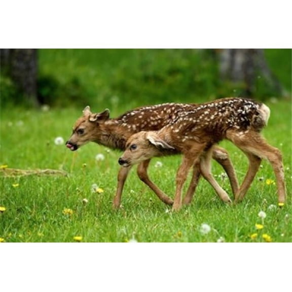 Canada Alberta Waterton Lakes Np Mule Deer Fawns Poster Print by Rebecca Jackrel - 26 x 18 in.