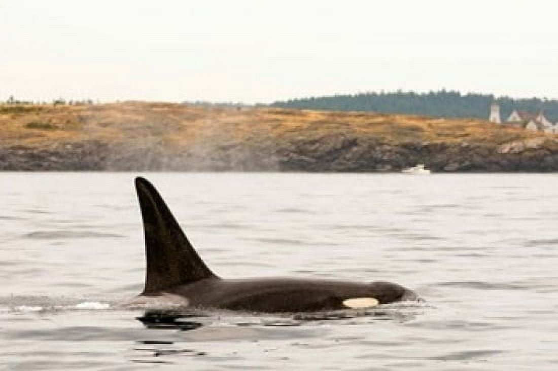 Canada BC Sydney Killer whale swimming in the strait of Georgia Canvas Art - Steve Kazlowski DanitaDelimont (22 x 15)