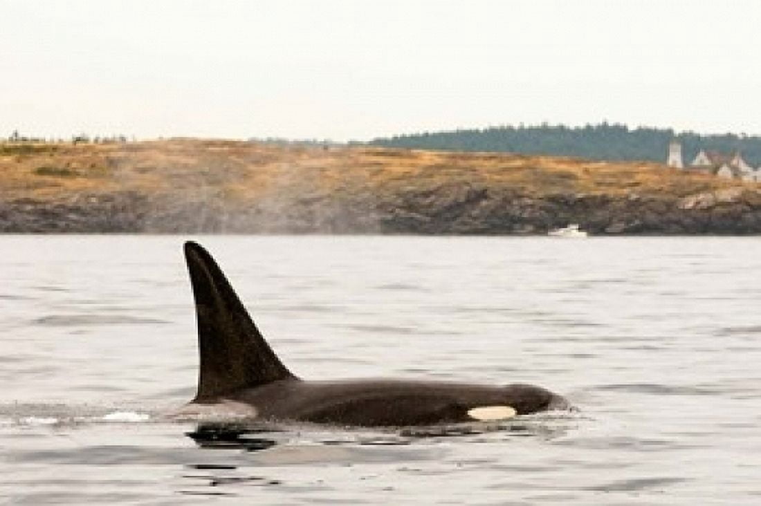 Canada BC Sydney Killer whale swimming in the strait of Georgia Canvas Art - Steve Kazlowski DanitaDelimont (36 x 24)