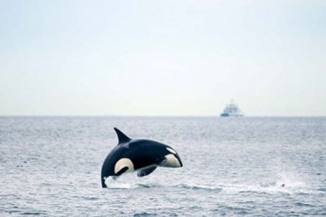 Canada BC Sydney Strait of Georgia Killer whale breaching Canvas Art - Steve Kazlowski DanitaDelimont (22 x 15)