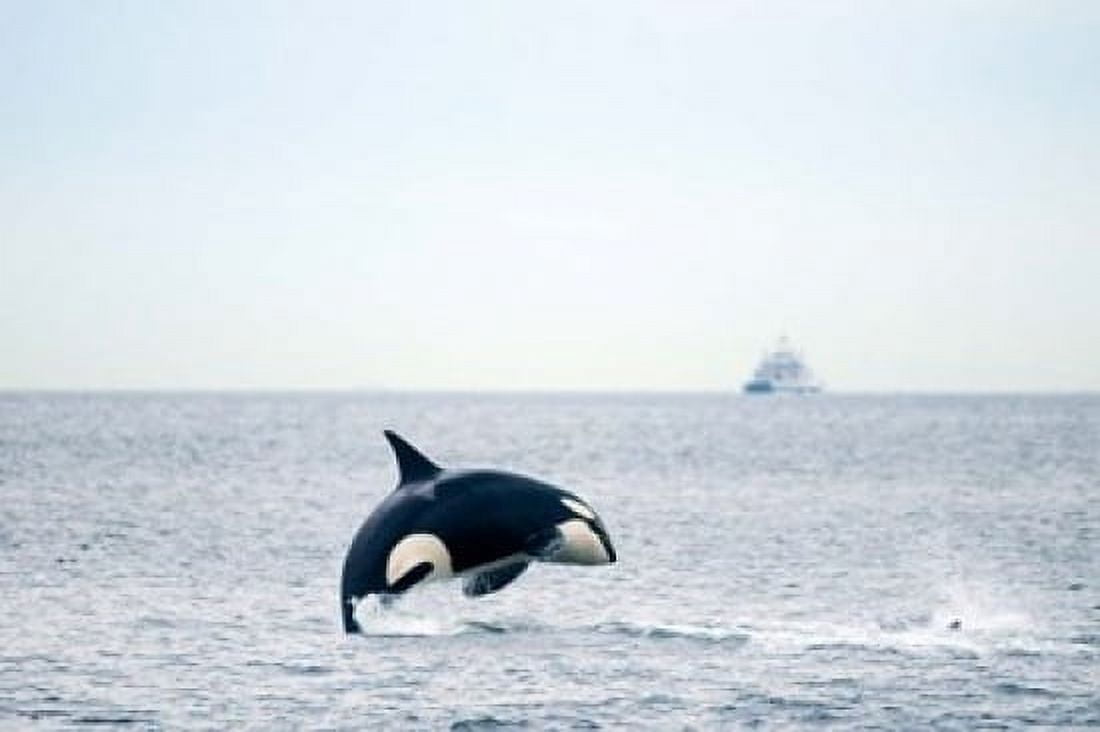 Canada BC Sydney Strait of Georgia Killer whale breaching Canvas Art - Steve Kazlowski DanitaDelimont (36 x 24)