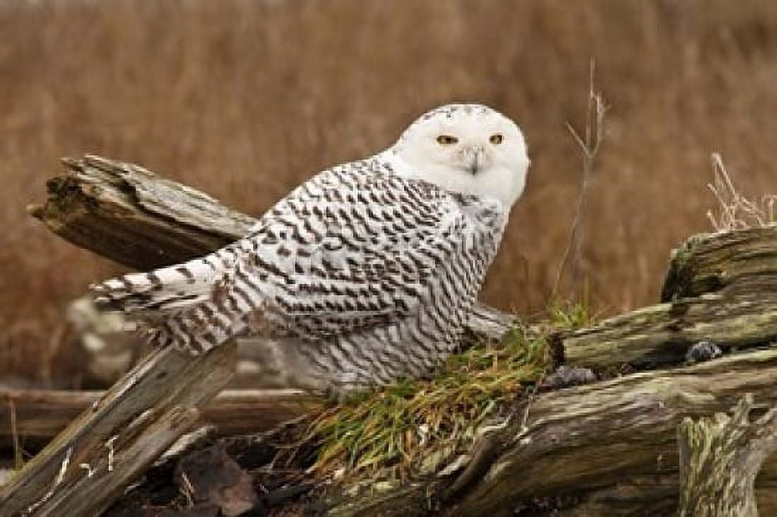 Canada British Columbia Boundary Bay Snowy Owl Canvas Art - Rick A Brown DanitaDelimont (36 x 24)