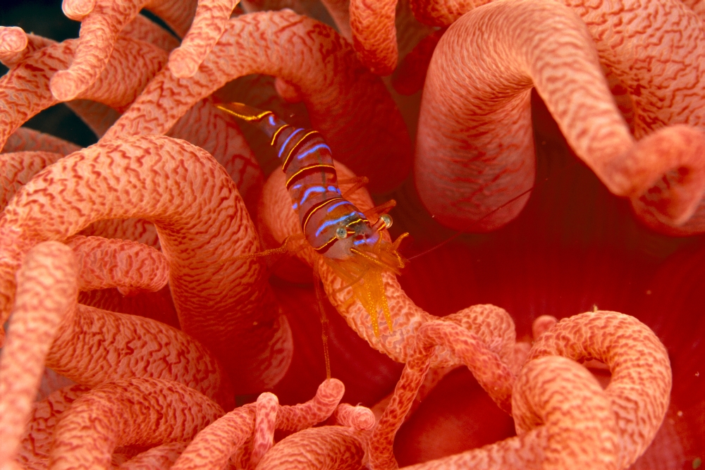 Canada British Columbia Clown Shrimp (Lebbeus Grandimanus) On A Crimson Anemone (Cribrinopsis Fernaldi) Canvas Art - Dave Fleetham Design Pics (38 x 24)