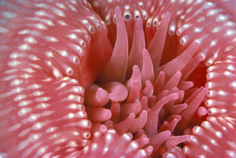 Canada British Columbia Crimson Anemone (Cribrinopsis Fernaldi) Extreme Close-Up Canvas Art - Dave Fleetham Design Pics (19 x 12)