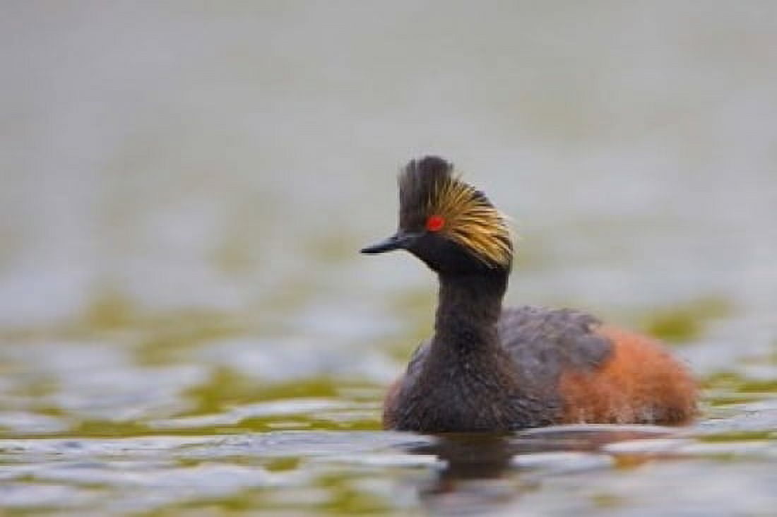 Canada British Columbia Eared Grebe breeding plumage Canvas Art - Gary Luhm DanitaDelimont (36 x 24)