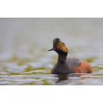 thumbnail image 1 of Canada, British Columbia, Eared Grebe, breeding plumage Poster Print by Gary Luhm (26 x 18), 1 of 1