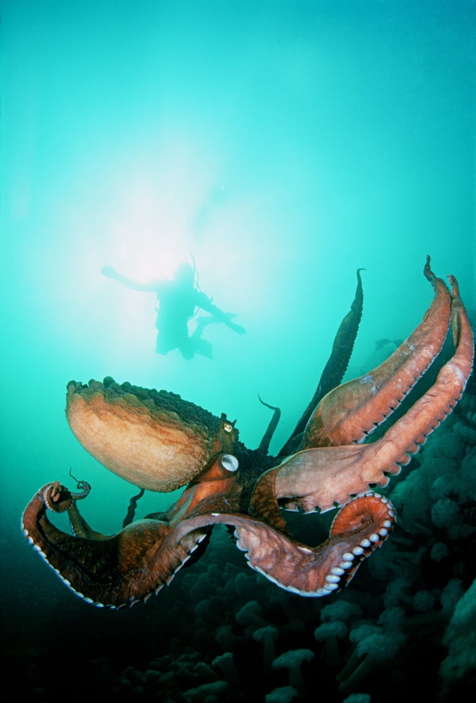 Canada British Columbia Giant Pacific Octopus With Diver Viewing Down Canvas Art - Dave Fleetham Design Pics (24 x 36)