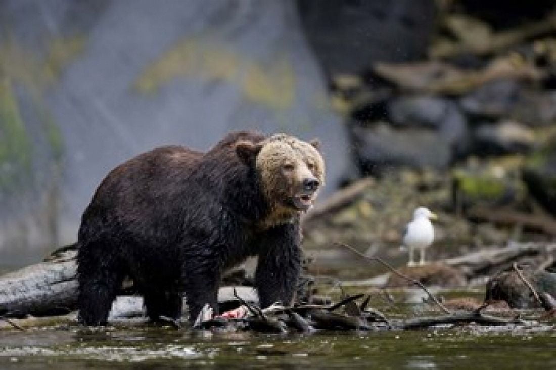Canada British Columbia Grizzly bear eating salmon Canvas Art - Rebecca Jackrel DanitaDelimont (26 x 17)