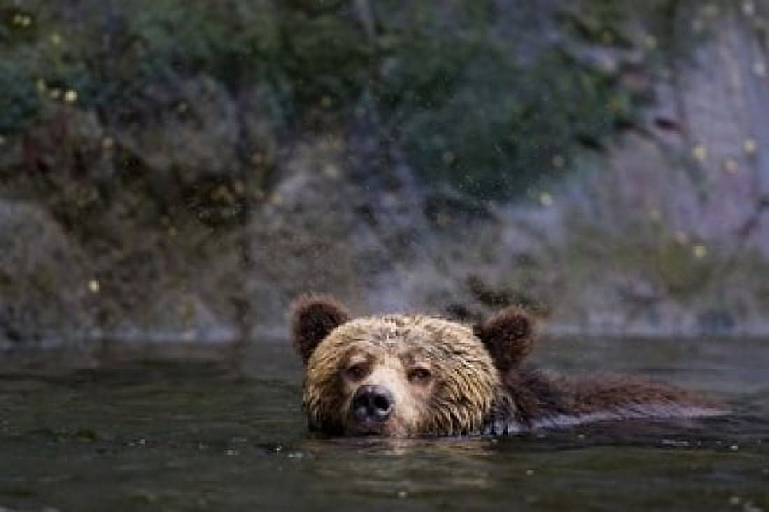 Canada British Columbia Grizzly bear swimming Canvas Art - Rebecca Jackrel DanitaDelimont (36 x 24)