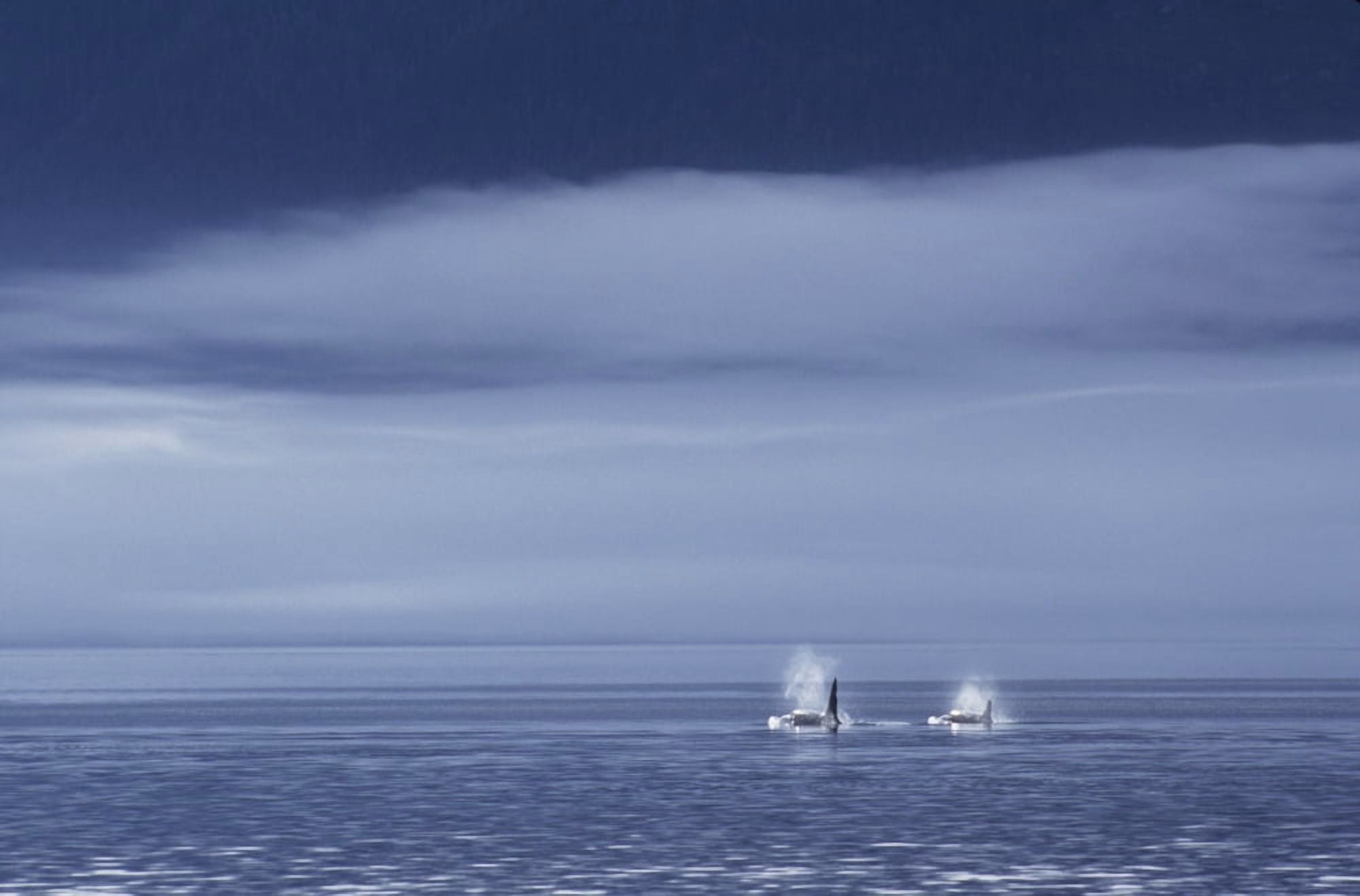 Canada British Columbia Johnstone Strait Orca Or Killer Whales (Orcinus Orca) Surfacing In Calm Water Foggy Sky Canvas Art - John Hyde Design Pics (17 x 11)