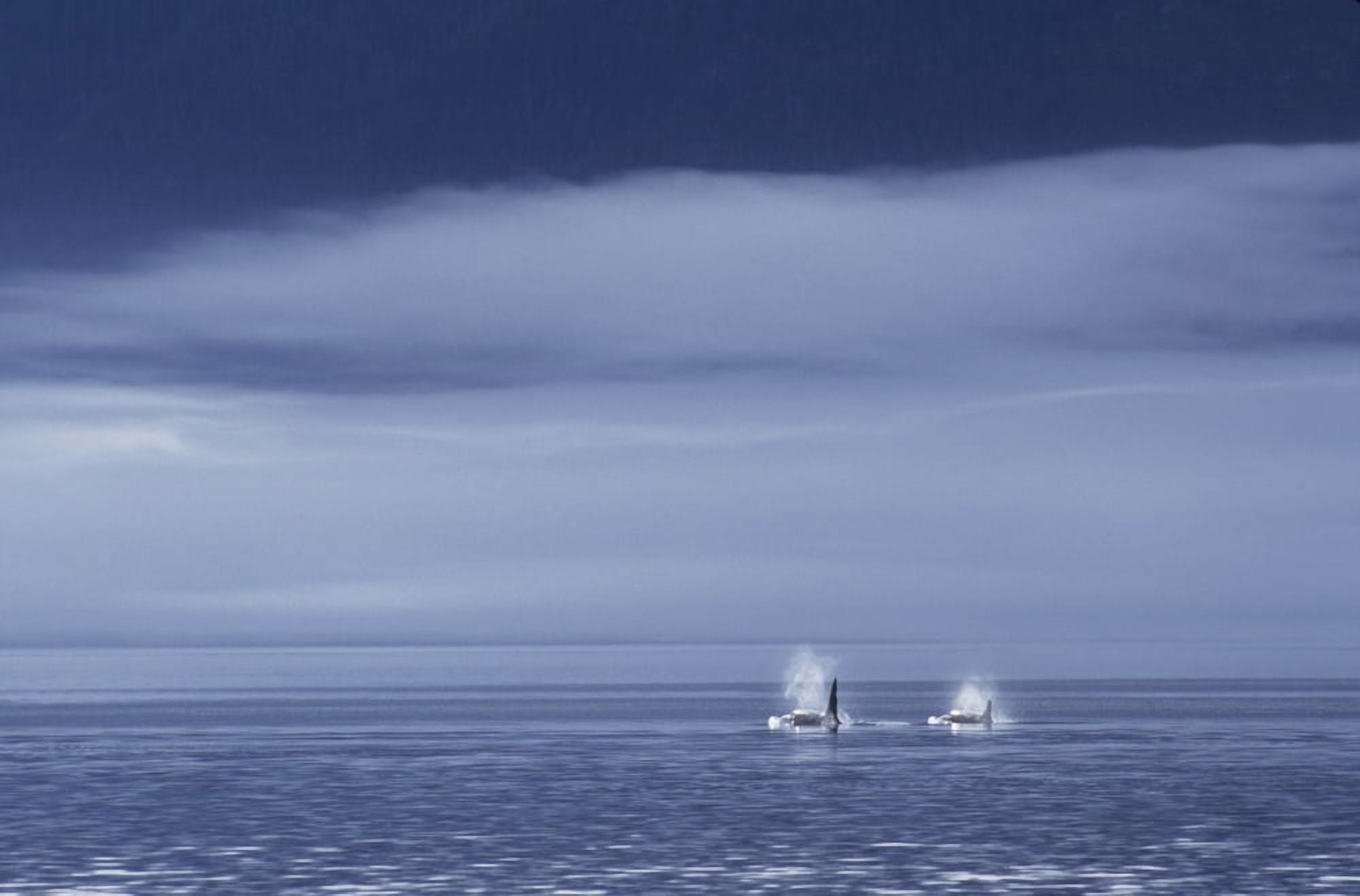Canada British Columbia Johnstone Strait Orca Or Killer Whales (Orcinus Orca) Surfacing In Calm Water Foggy Sky Canvas Art - John Hyde Design Pics (34 x 22)