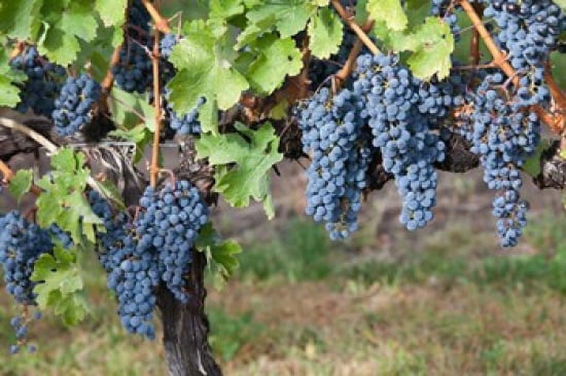 Canada British Columbia Osoyoos View of purple grapes in vineyards Canvas Art - Jaynes Gallery DanitaDelimont (29 x 19)