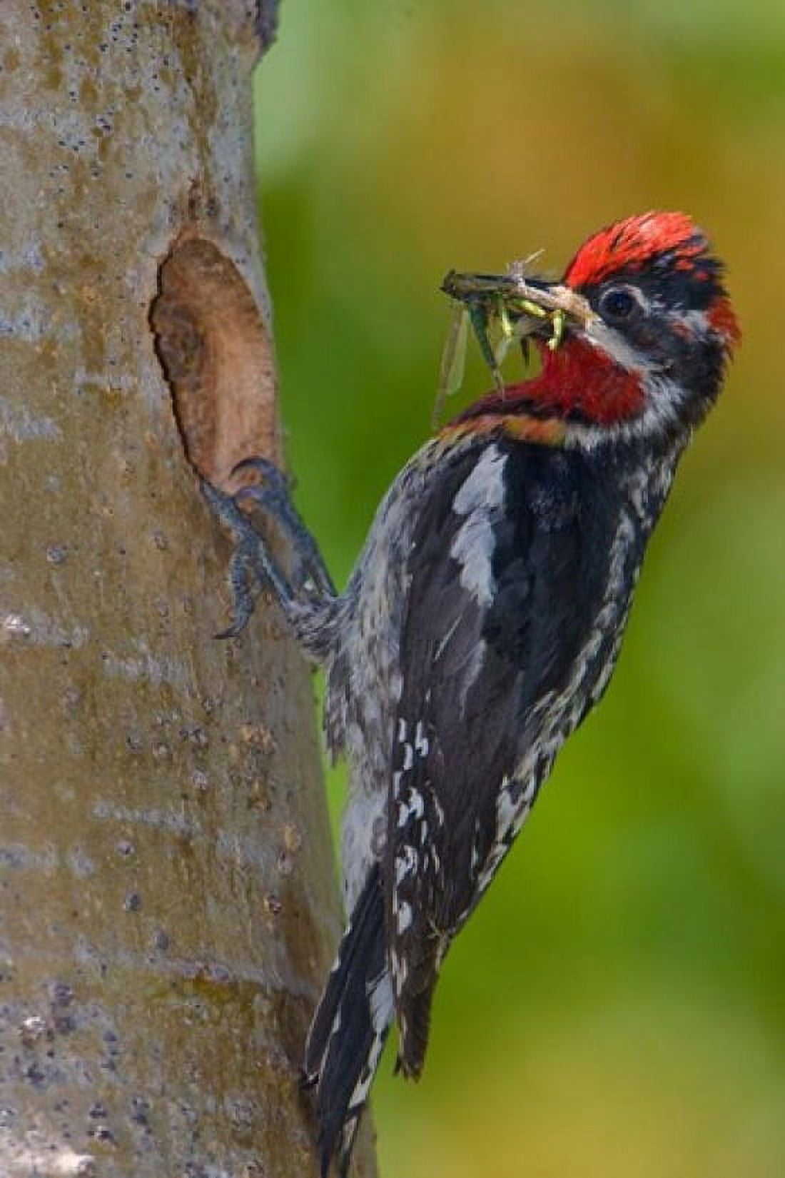 Canada British Columbia Red-naped Sapsucker bird nest Canvas Art - Gary Luhm DanitaDelimont (18 x 26)
