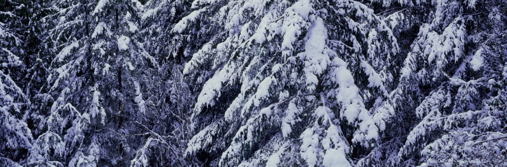 Canada British Columbia Salt Spring Island Fresh Snowfall Canvas Art - Ron Watts Design Pics (24 x 8)