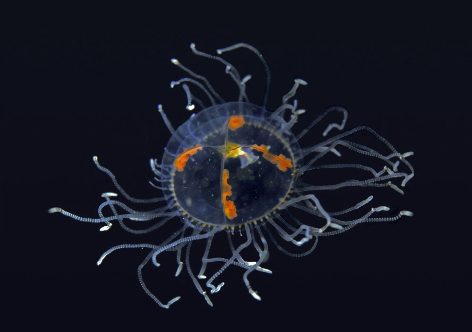 Canada British Columbia Unknown Species Of Jellyfish From The Order Anthomedusae Canvas Art - Dave Fleetham Design Pics (34 x 24)