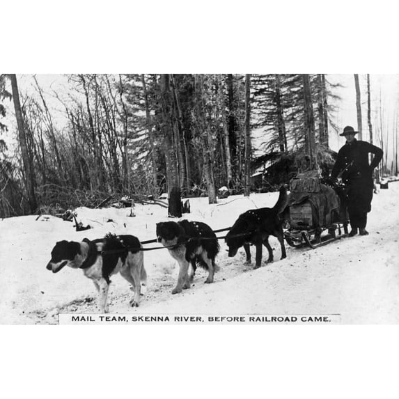 Canada Dog Sled C1920. Na Dog Sled Mail Team Along The Skeena River In British Columbia Canada. Photograph C1920.