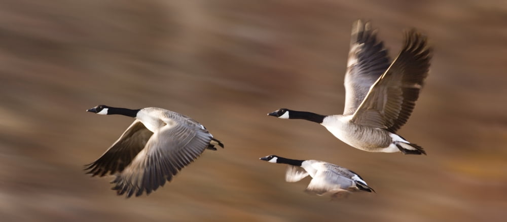 Canada Geese (Branta Canadensis) In Flight Canvas Art - Don Hammond Design Pics (21 x 9)