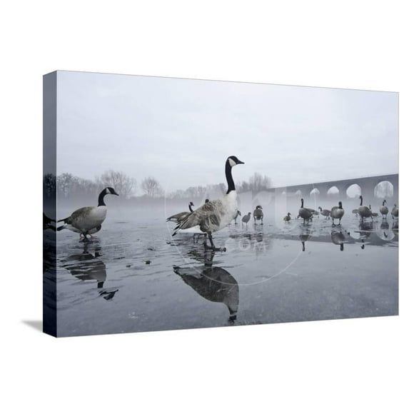 Canada Geese Branta Canadensis Standing on Frozen Lake, Animals Stretched Canvas Wall Art by Terry Whittaker Sold by Art.Com