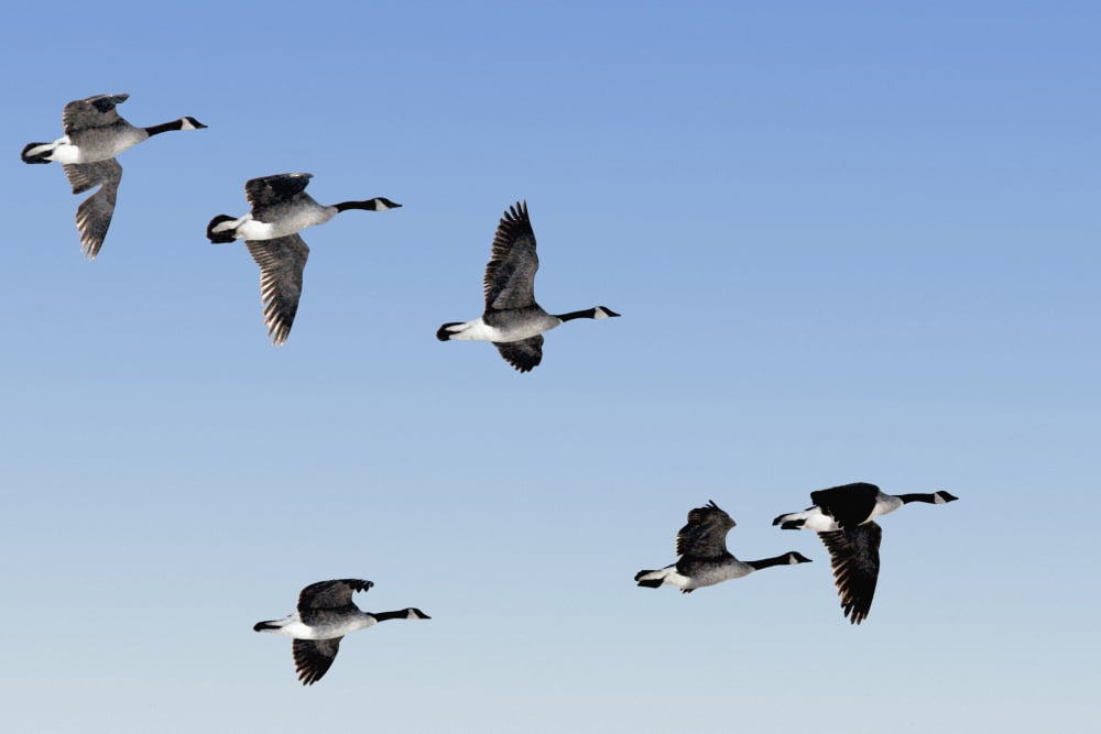 Canada Geese In Flight Algonquin Park Ontario Canvas Art - Doug Hamilton Design Pics (18 x 12)