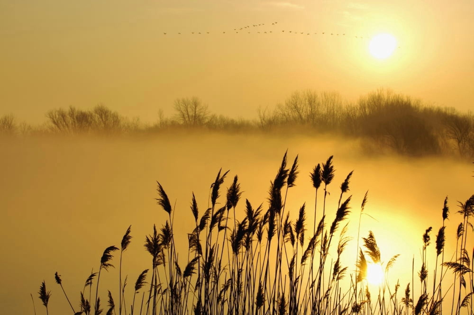 Canada Geese In Flight At Sunrise Pointe-Des-Cascades Quebec Canada Canvas Art - Steeve Marcoux Design Pics (38 x 24)
