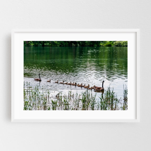 Canada Geese at Lake Marburg - Hanover Pennsylvania Photography Wildlife Bird Lake Scenic Nature Animal Water White Framed Wall Art Print 12 x 18 inches