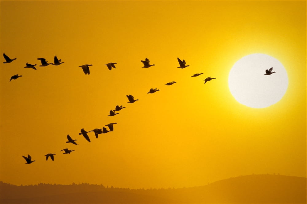 Canada Geese Migration In Sunset Composite Canvas Art - John Warden Design Pics (17 x 11)