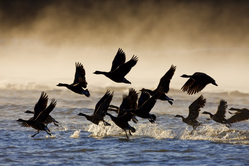 Canada Geese Take Flight On A Misty Winter Morning In Sub Zero Temps Lynn Canal Inside Passage Southeast Alaska Winter Canvas Art - John Hyde Design Pics (34 x 22)