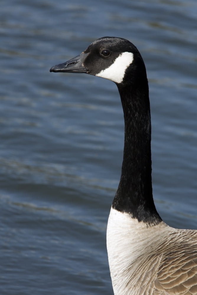 Canada Goose Botanical Garden Montreal Quebec Canvas Art - Philippe Henry Design Pics (11 x 17)