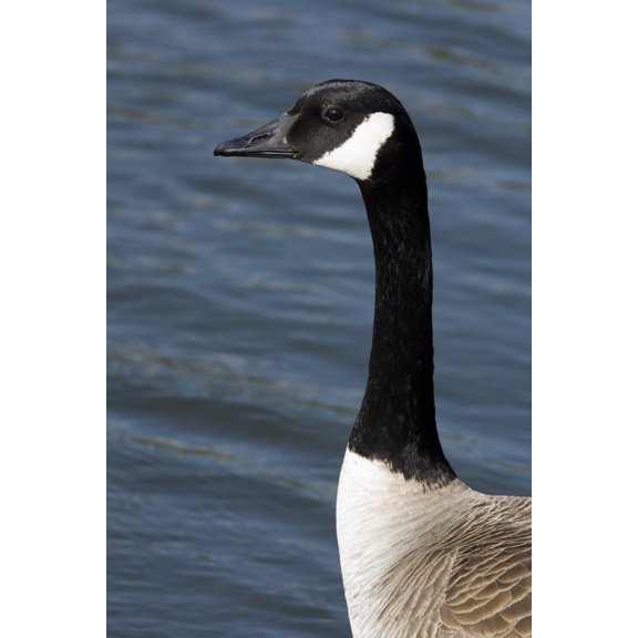 Canada Goose Botanical Garden Montreal Quebec Canvas Art - Philippe Henry Design Pics (22 x 34)