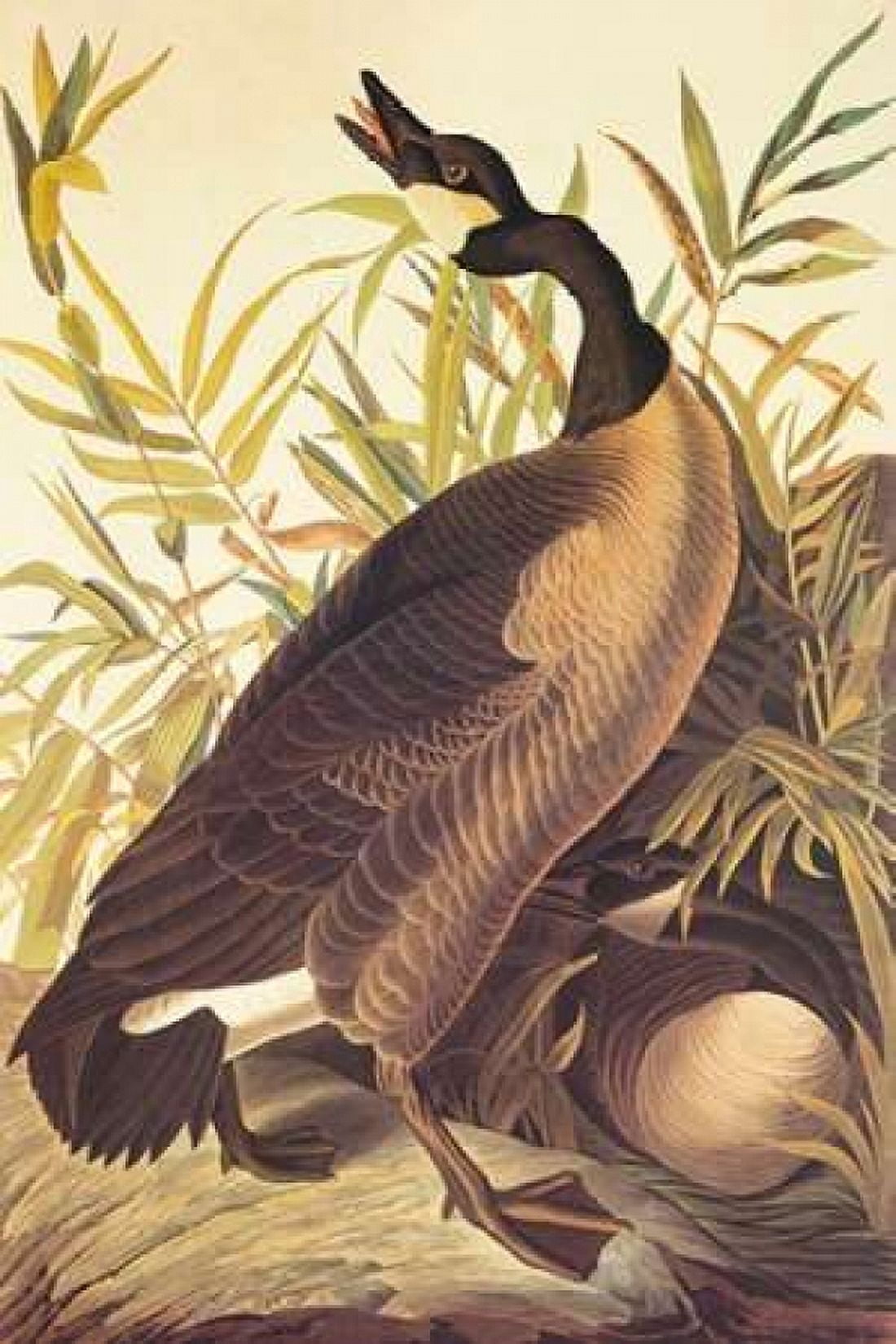 Canada Goose Canvas Art - John James Audubon (24 x 36)