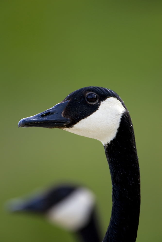 Canada Goose Canvas Art - Richard Wear Design Pics (22 x 34)