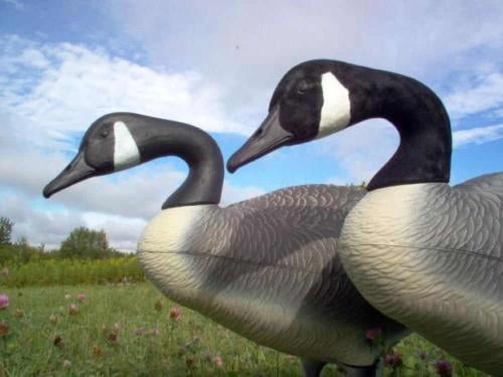 Kit de Flock Medio para Senuelos de Ganso de Canada 50 Cabezas in Peru at PEN 261 Rating 5