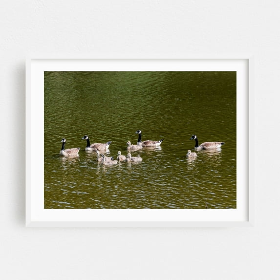 Canada Goose Family - Pennsylvania Photography Wildlife Bird Lake Nature Animal Water Scenic White Framed Wall Art Print 16 x 20 inches
