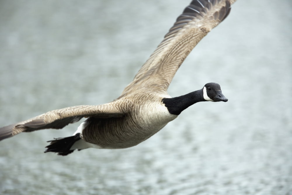 Canada Goose In Flight Montreal Botanical Garden Montreal Quebec Canvas Art - Philippe Henry Design Pics (17 x 11)