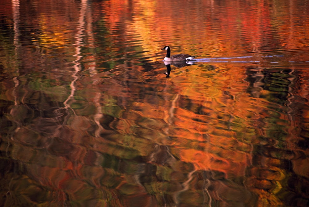 Canada Goose In Water Canvas Art - Natural Selection Tony Sweet Design Pics (18 x 12)