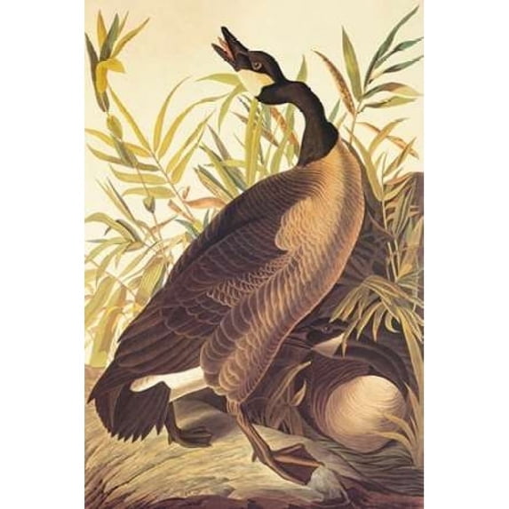 Canada Goose Poster Print by John James Audubon