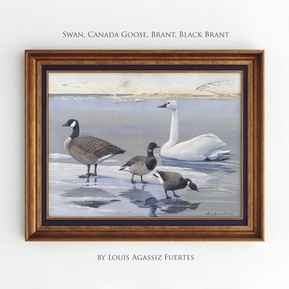 Canada Goose Print Poster, Lake House Wall Decor, Vintage Waterfowl Print Poster, Whistling Tundra Swan Art, Brant Goose Wall Art Poster, Unframed Canvas Size 16x24 F03.1.19l226