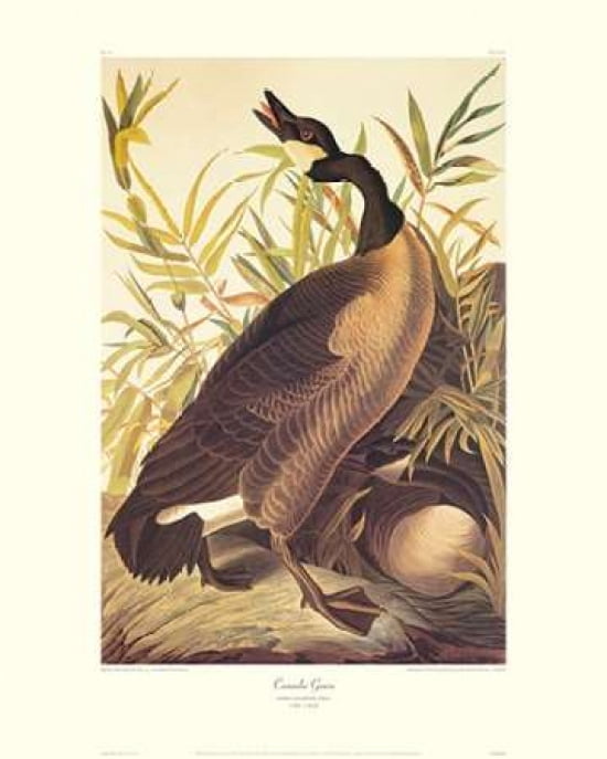 Canada Goose (decorative border) Canvas Art - John James Audubon (24 x 30)